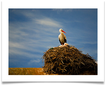 Mother Stork - Denis McAllister